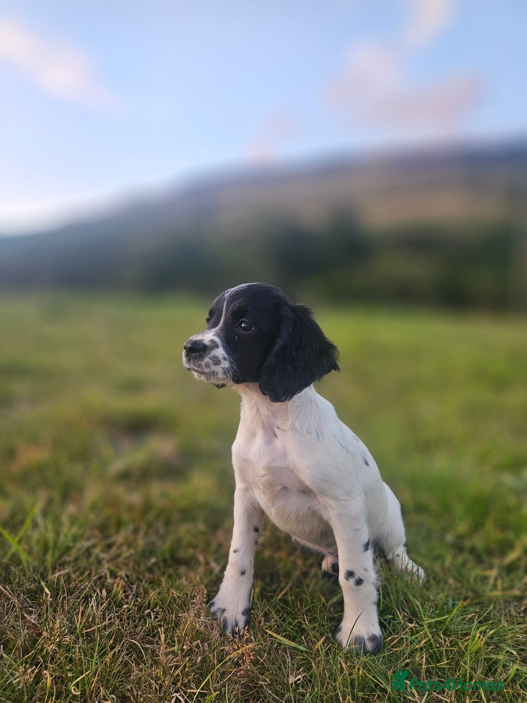 English Springer Spaniel dogs for sale: *Only 3 remaining* Springer spaniel puppies KC Reg - Image 4