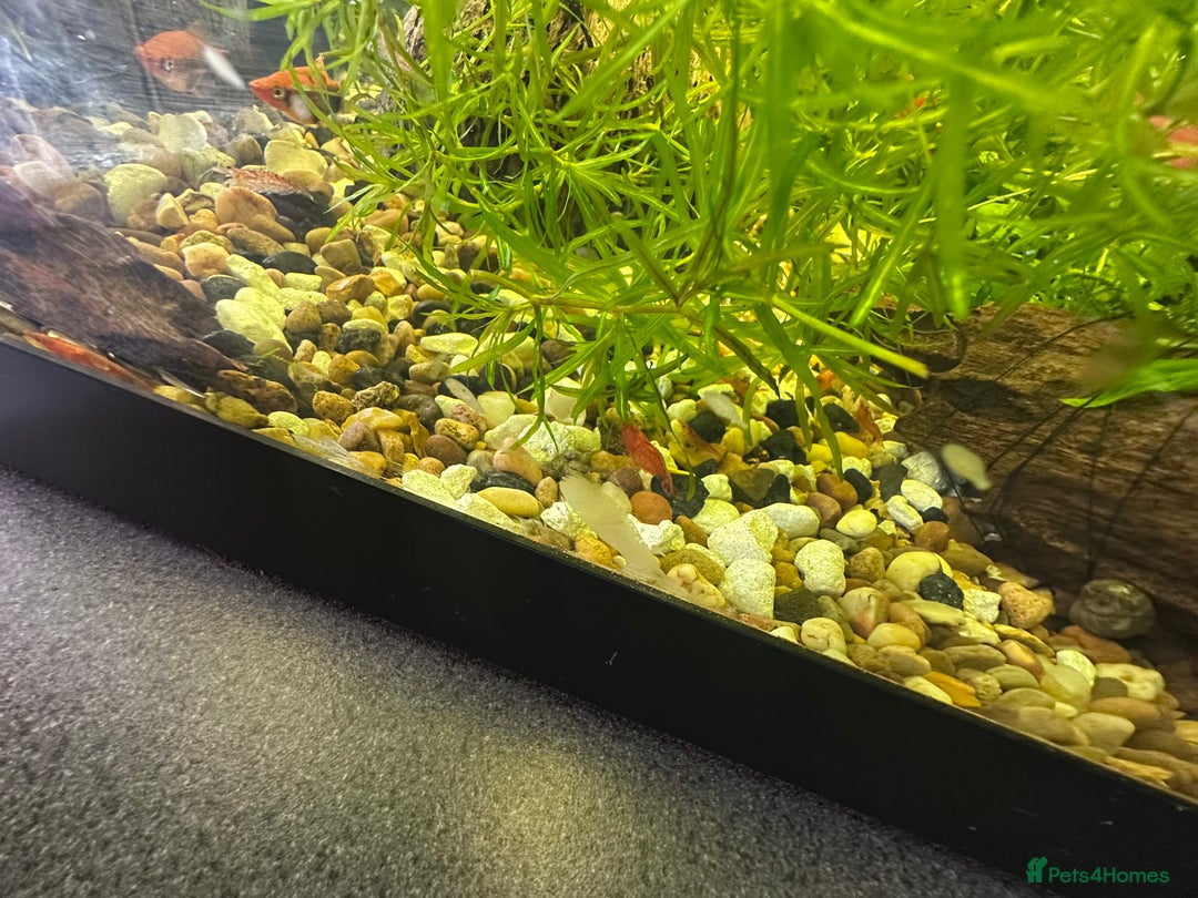 Shrimps fish for sale: Bristle-nose pleco fry and cherry shrimp - Image 3