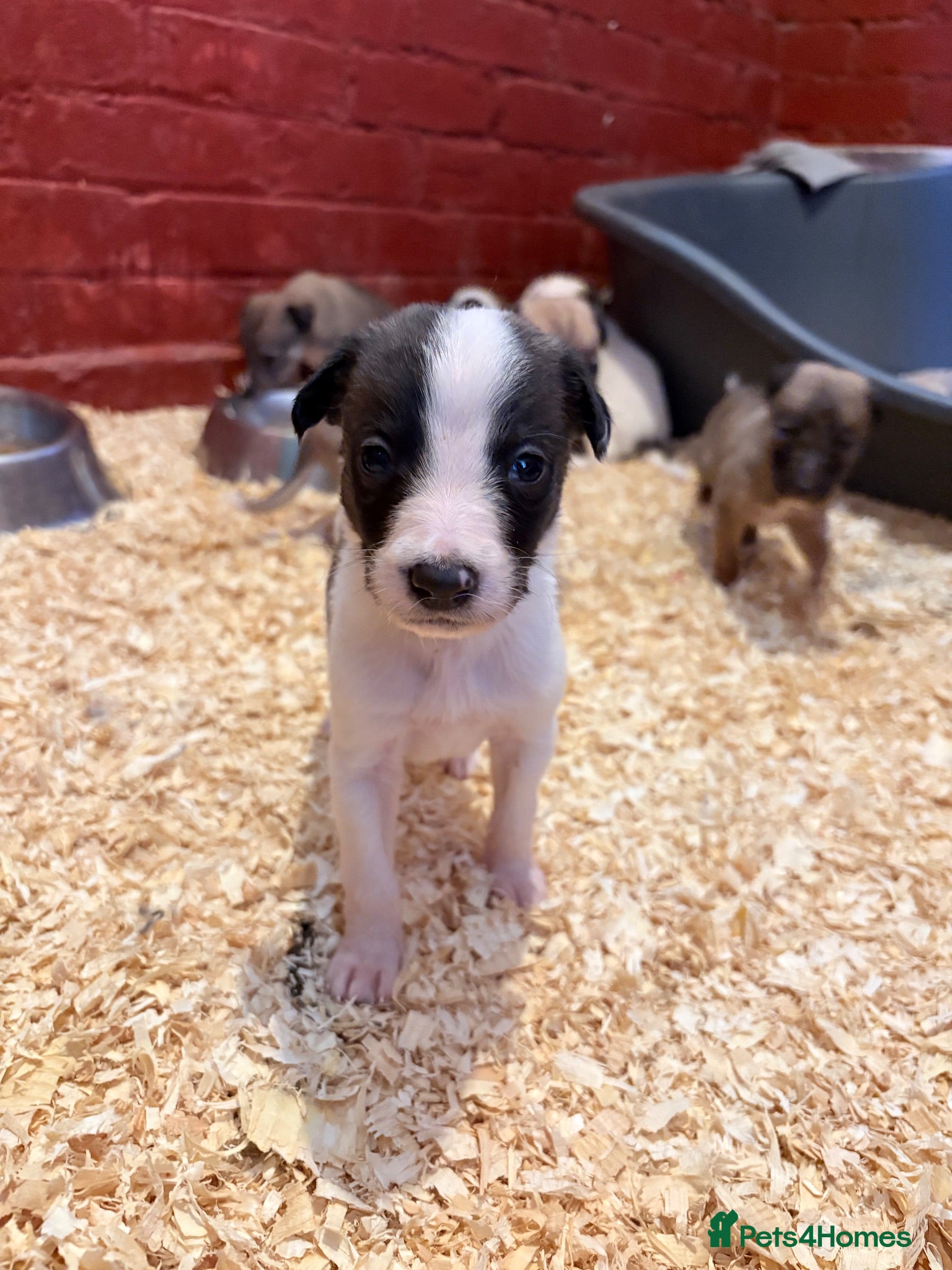 Mixed Breed dogs Collie x Whippet Pups - Advert 7
