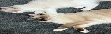 Ragdoll 1