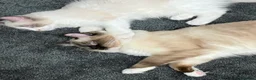 Ragdoll cats for sale: Bi colour male ragdoll - Advert 2