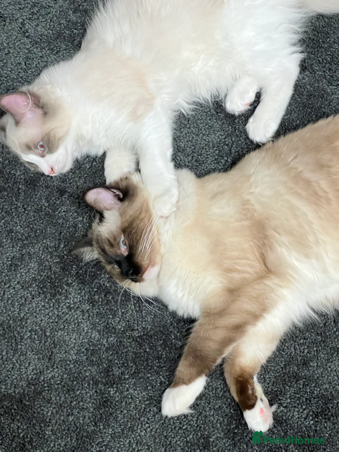 Ragdoll cats for sale: Bi colour male ragdoll - Advert 2