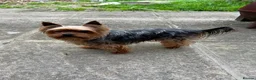 Yorkshire Terrier dogs for stud: Yorkshire terrier for stud (proven) - Advert 2