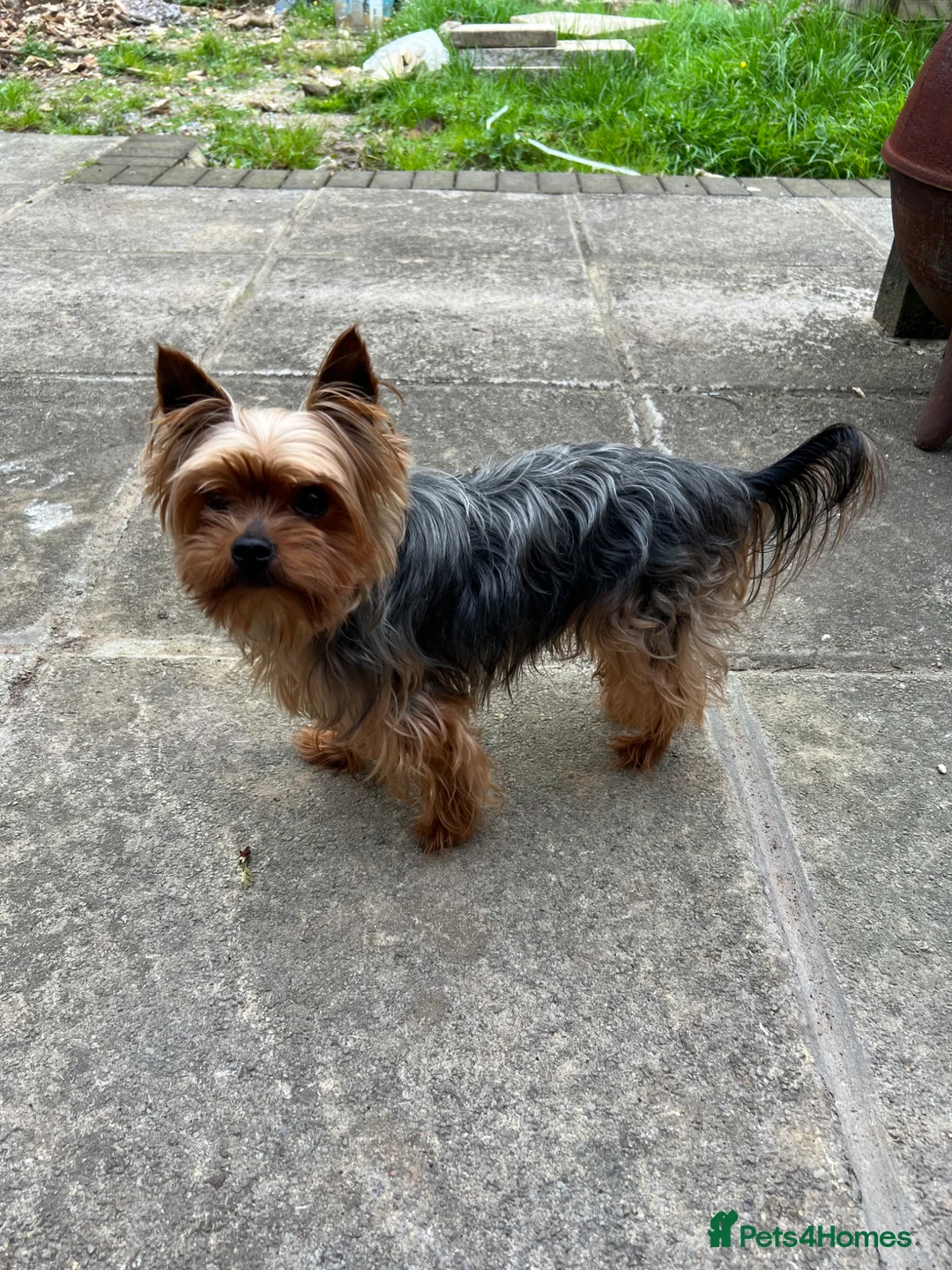 Yorkshire Terrier dogs for stud: Yorkshire terrier for stud (proven) - Advert 2