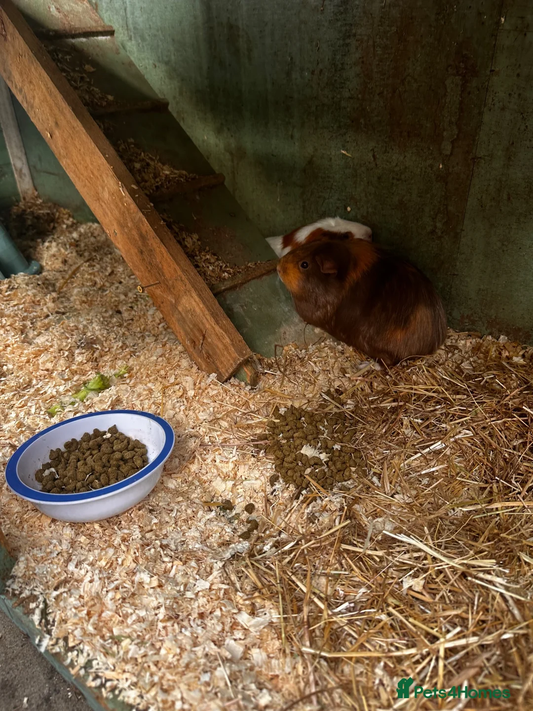 Guinea Pig rodents for sale: 2 female guinea pigs  - Advert 2