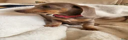Miniature Dachshund dogs for sale: Belle - Advert 5
