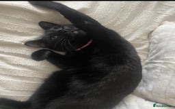 Mixed Breed cats for sale: Beautiful Dixie is looking for a new home  - Image 2
