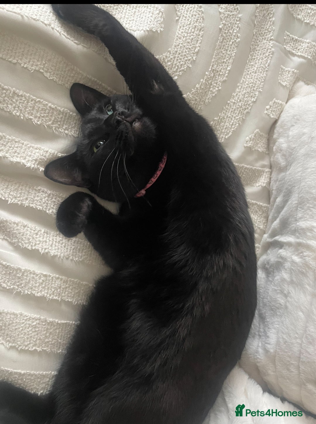 Mixed Breed cats for sale: Beautiful Dixie is looking for a new home  - Image 2