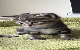 Mixed Breed cats for sale: 4  GORGEOUS TABBY/TORTOISHELL GIRLS.   - Image 12