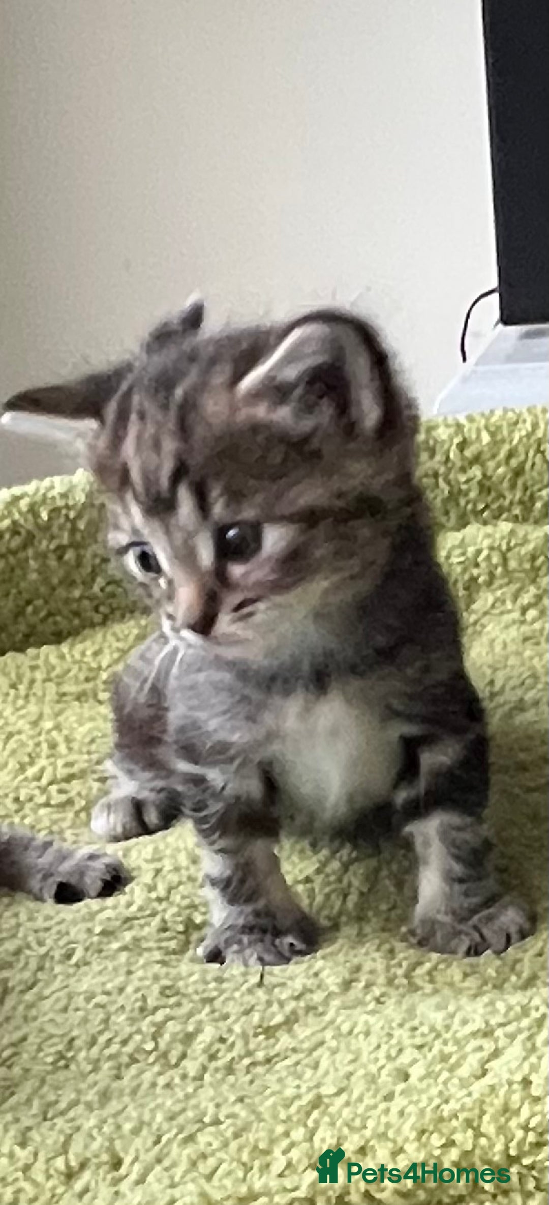Mixed Breed cats for sale: 4  GORGEOUS TABBY/TORTOISHELL GIRLS.   - Image 12