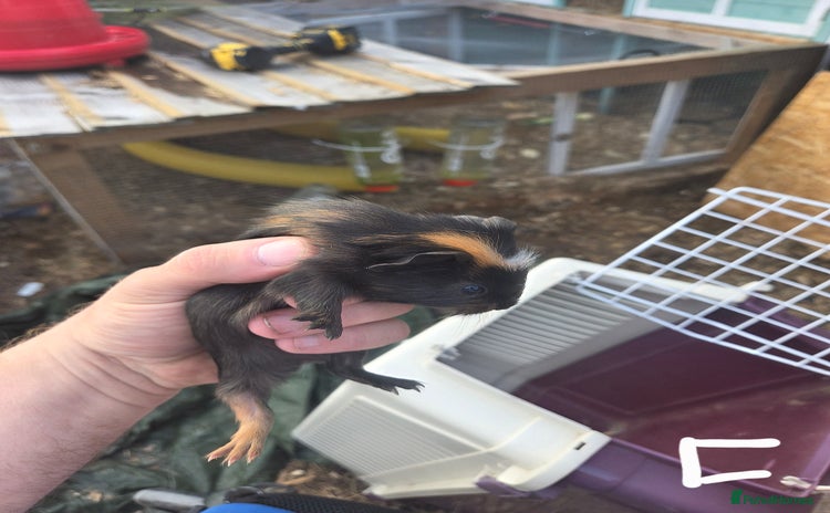 Ferret rodents in Rugby - Advert 10