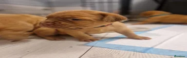 Dogue De Bordeaux 7