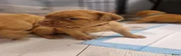 Dogue De Bordeaux dogs for sale: Absolutely beautiful dogue de bordeaux puppies  - Advert 2