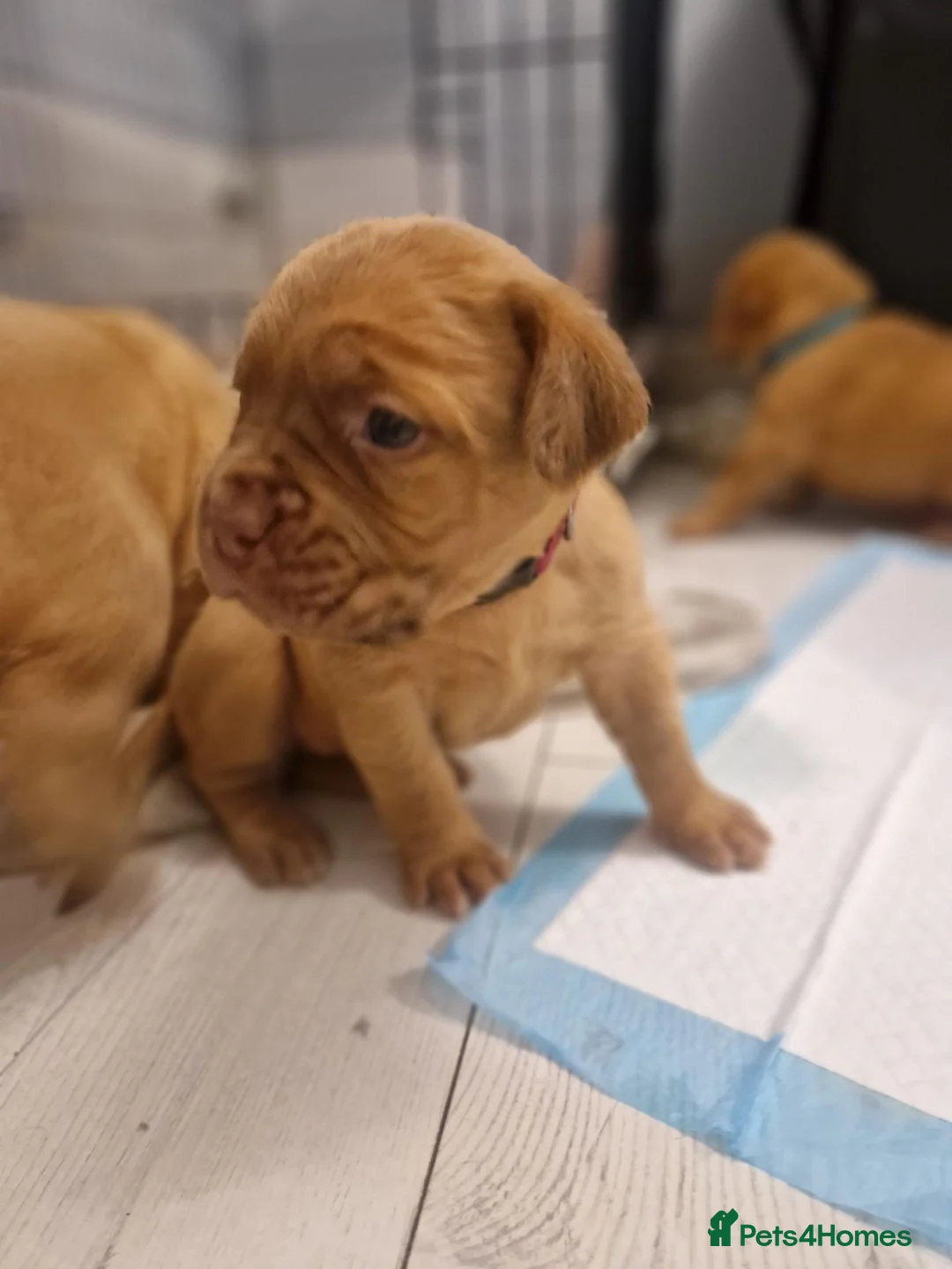 Dogue De Bordeaux dogs for sale: Absolutely beautiful dogue de bordeaux puppies  - Advert 2