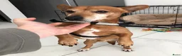 Jack Russell dogs for adoption: Chico - Watton Norfolk  in Thetford - Advert 21