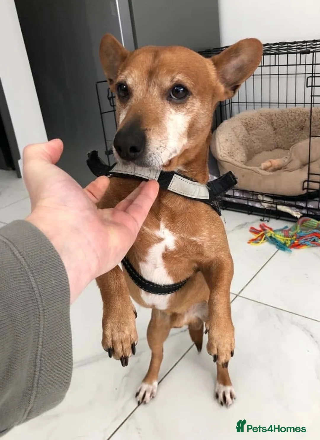 Jack Russell dogs for adoption: Chico - Watton Norfolk  in Thetford - Advert 21