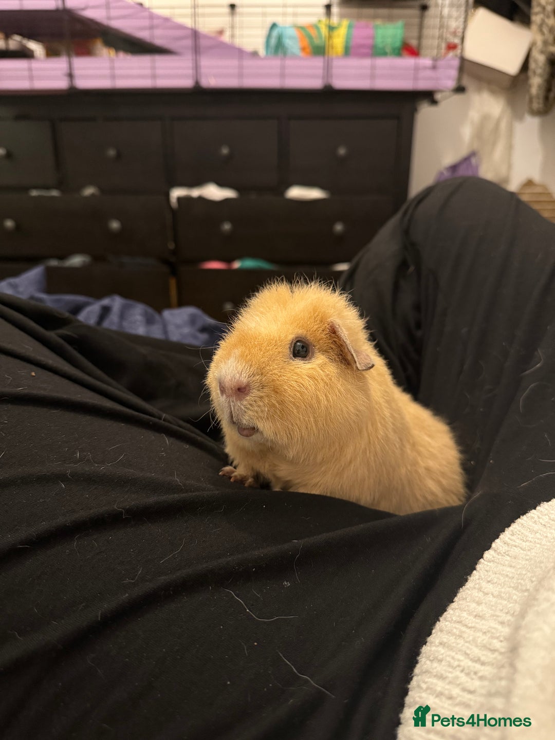Guinea Pig rodents for sale: Adult boar needing home - Image 1