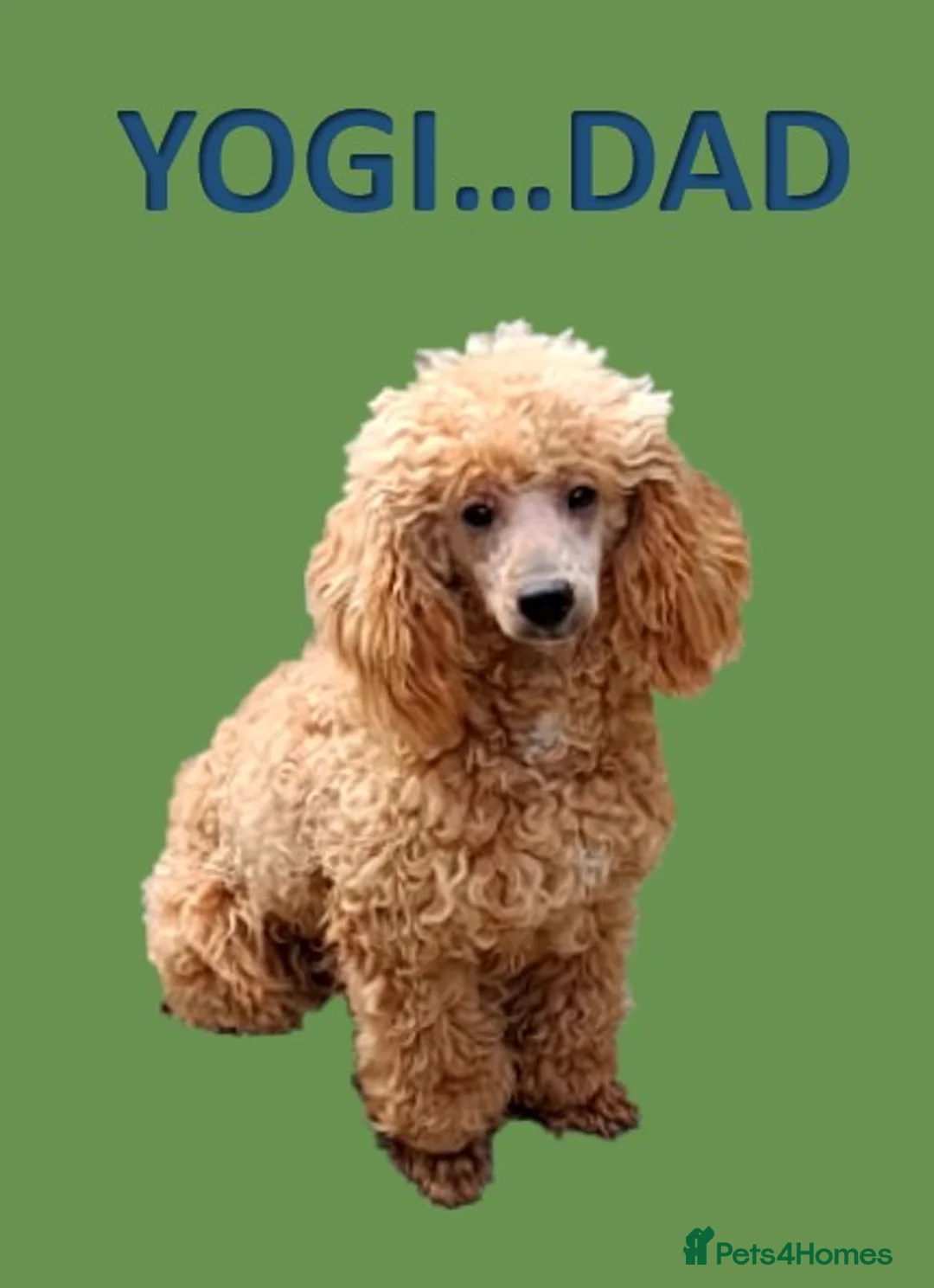 Toy Poodle dogs for sale: BEAUTIFUL LITTER OF POODLES in Sunderland - Advert 5