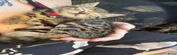 Bengal cats for sale: Stunning beautiful natured bengal cross kittens - Advert 31