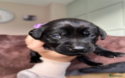 Labrador Retriever dogs for sale: Labrador puppies  - Image 8