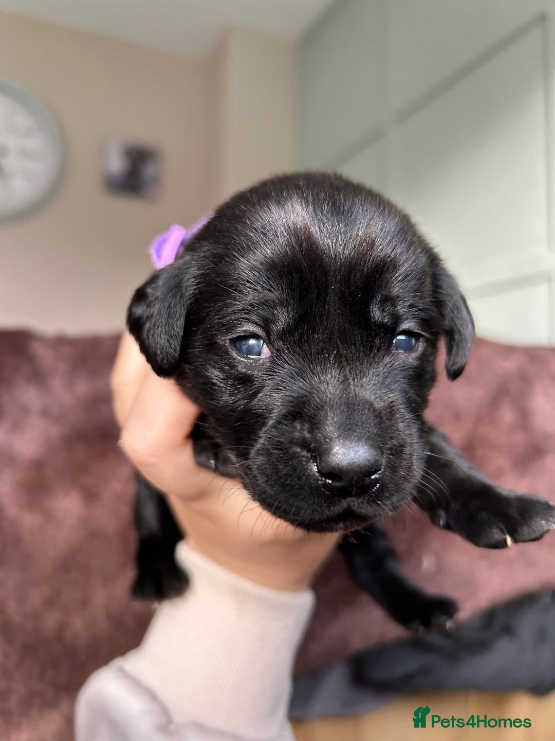Labrador Retriever dogs for sale: Labrador puppies  - Image 8