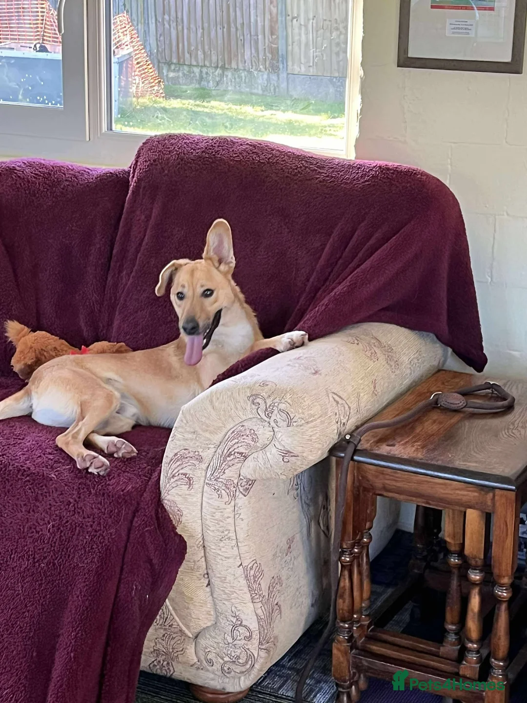 Mixed Breed dogs for adoption: OSCAR - Advert 10