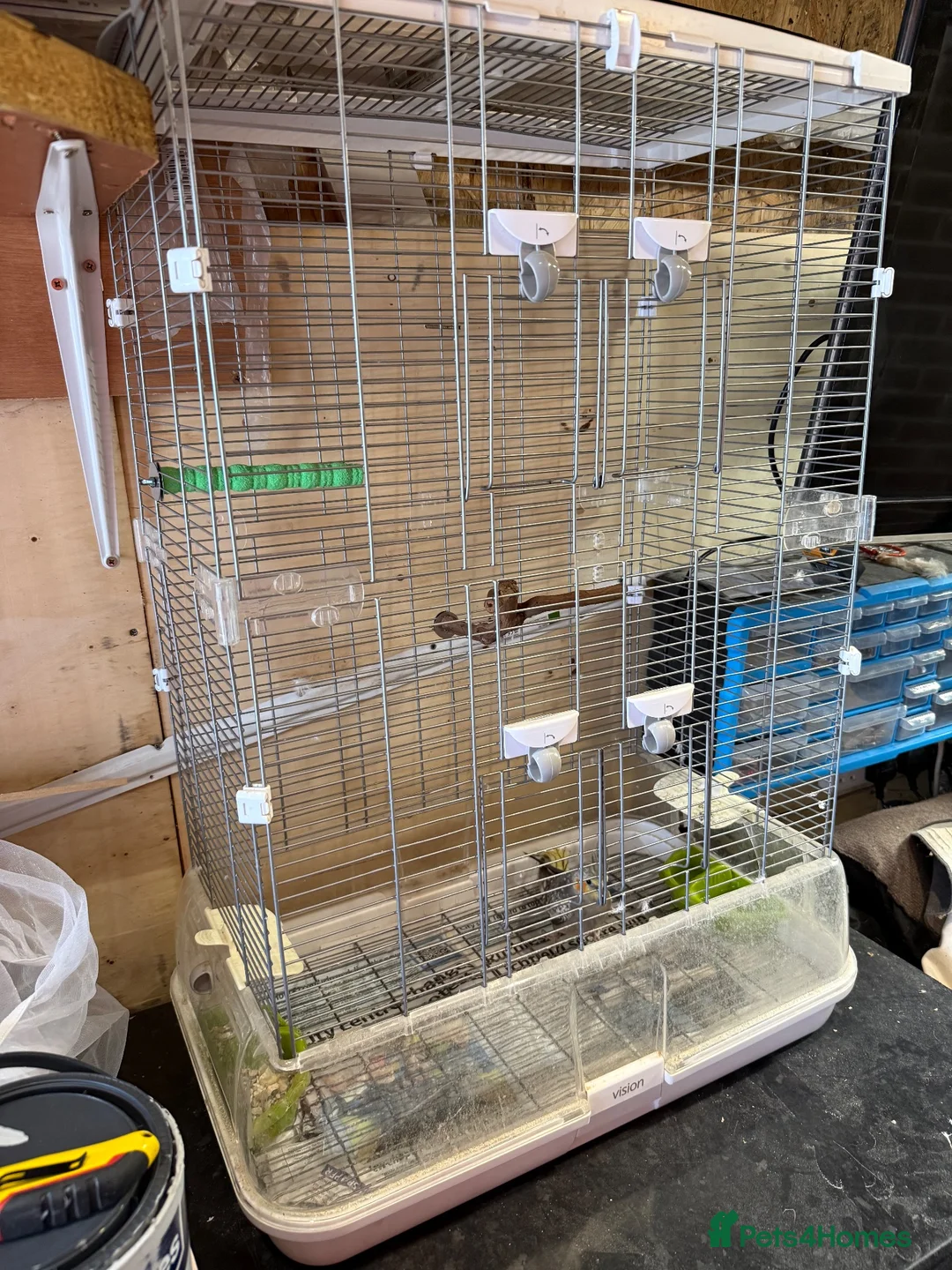 Cockatiels birds for sale: Pied female cockatiel - Advert 2