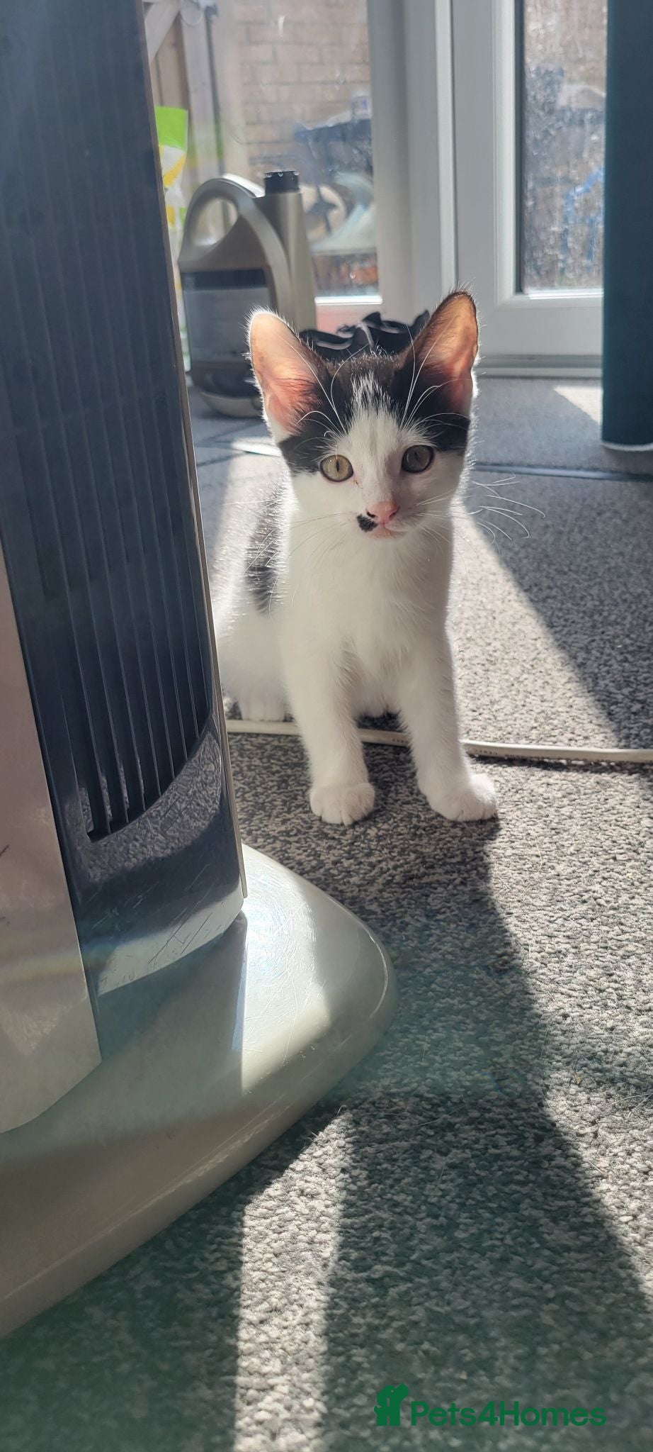 Mixed Breed cats One kitten boy left - Advert 11