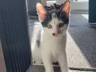 Mixed Breed cats One kitten boy left - Advert 11