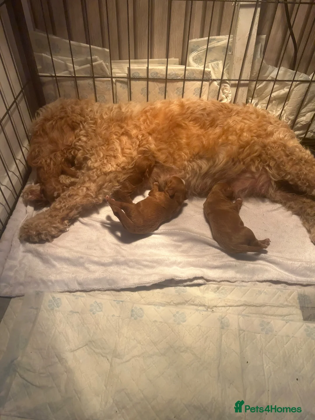 Cavapoo dogs for sale: Toy cavapoos!!! - Advert 4