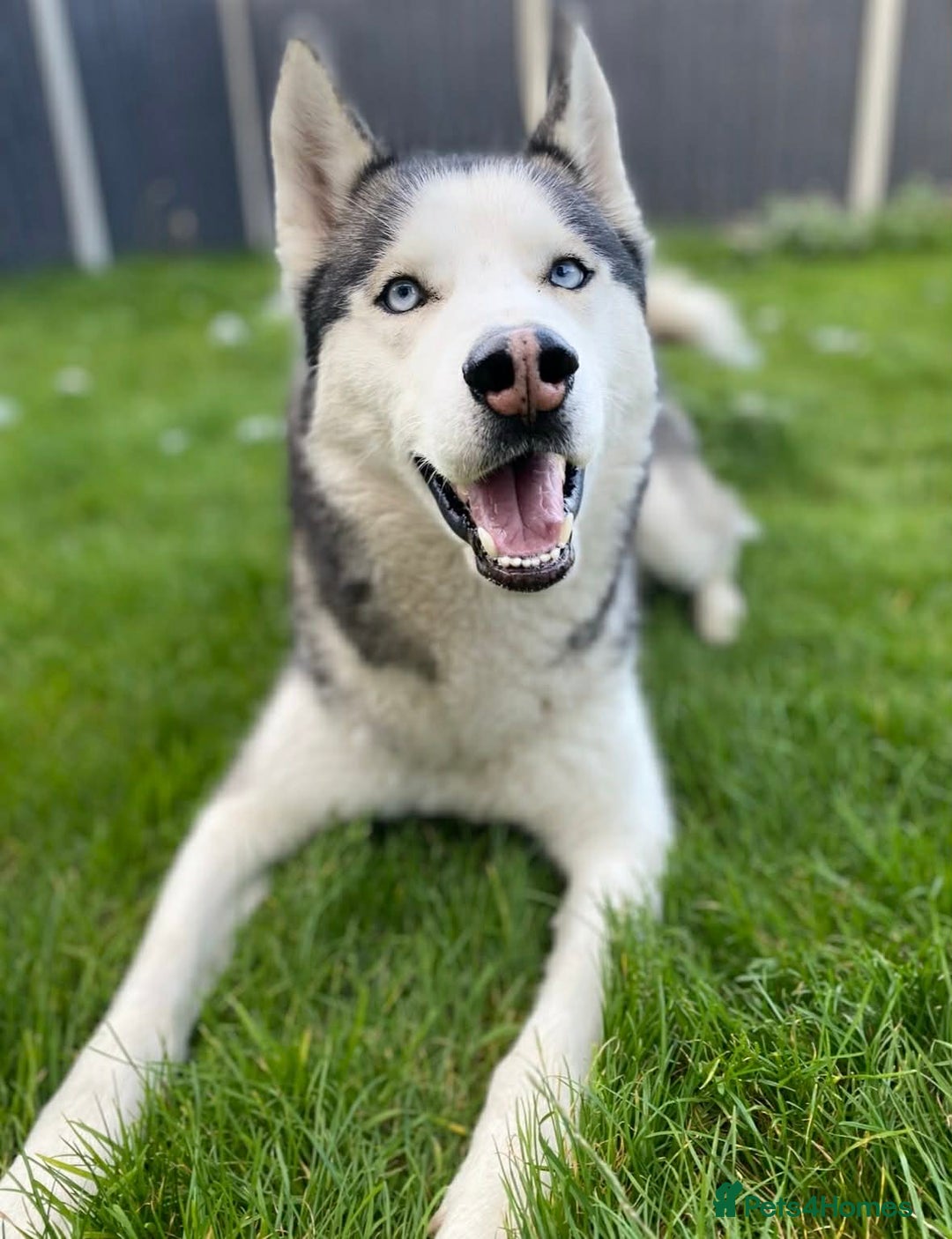 Siberian Husky dogs for sale: Siverian husky Blu - Advert 2