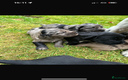 Sprocker dogs for sale: ROAN SPROCKER SPANIEL PUPS - Image 3