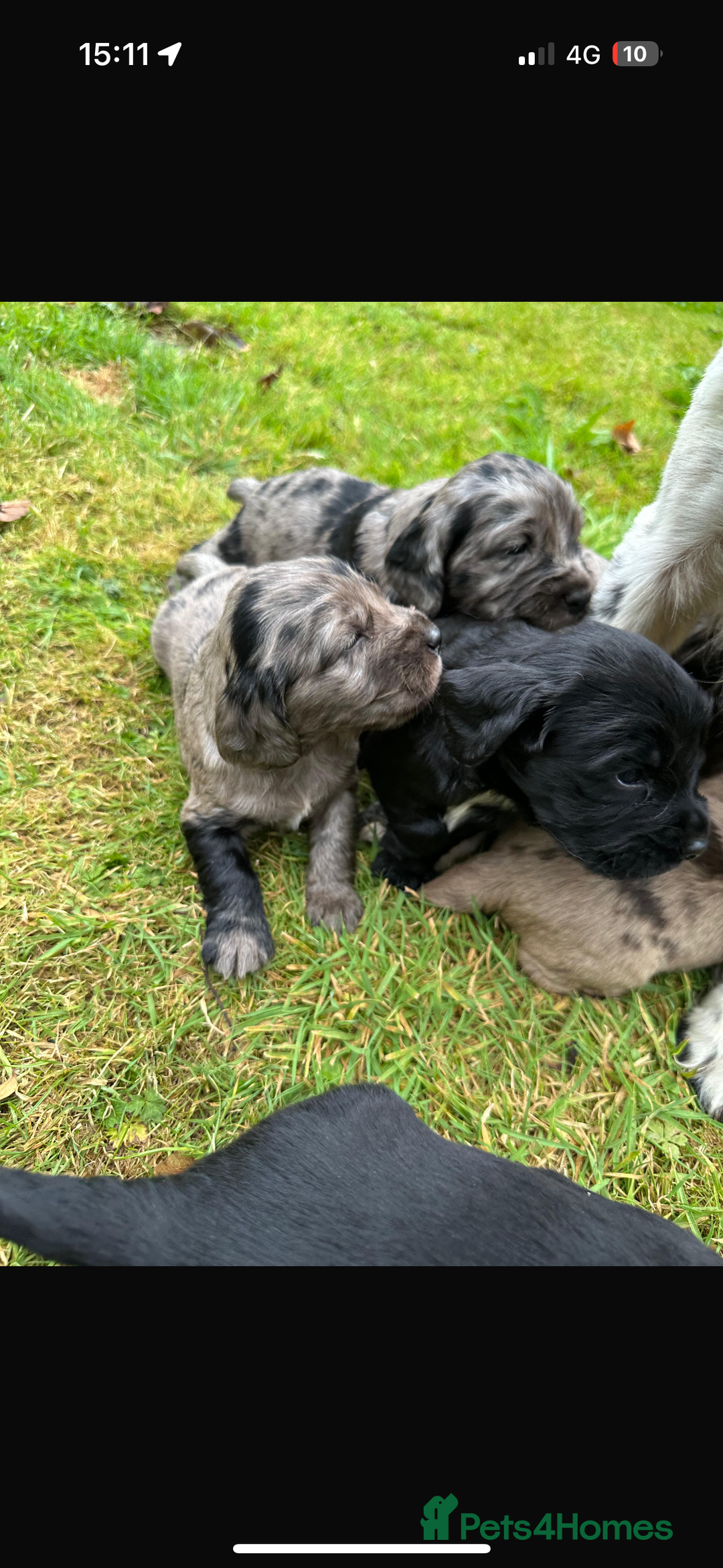 Sprocker dogs for sale: ROAN SPROCKER SPANIEL PUPS - Image 3