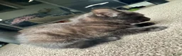 British Shorthair cats for sale: British Shorthair kittens - Advert 32