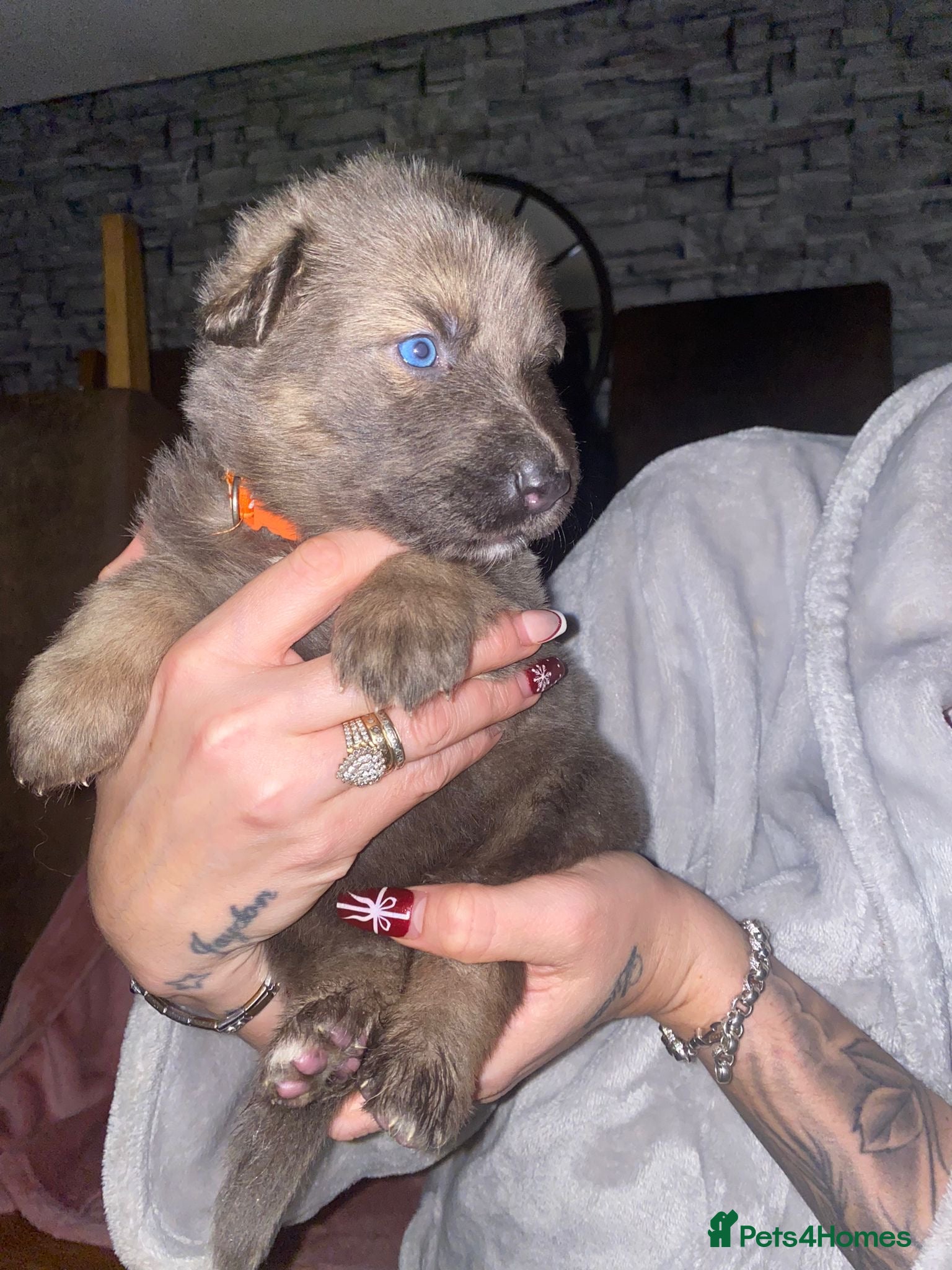 German Longhaired Pointer dogs Rare blue eyed Blue  straight back German Shepard - Advert 4