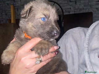 German Longhaired Pointer dogs Rare blue eyed Blue straight back German Shepard - Advert 4