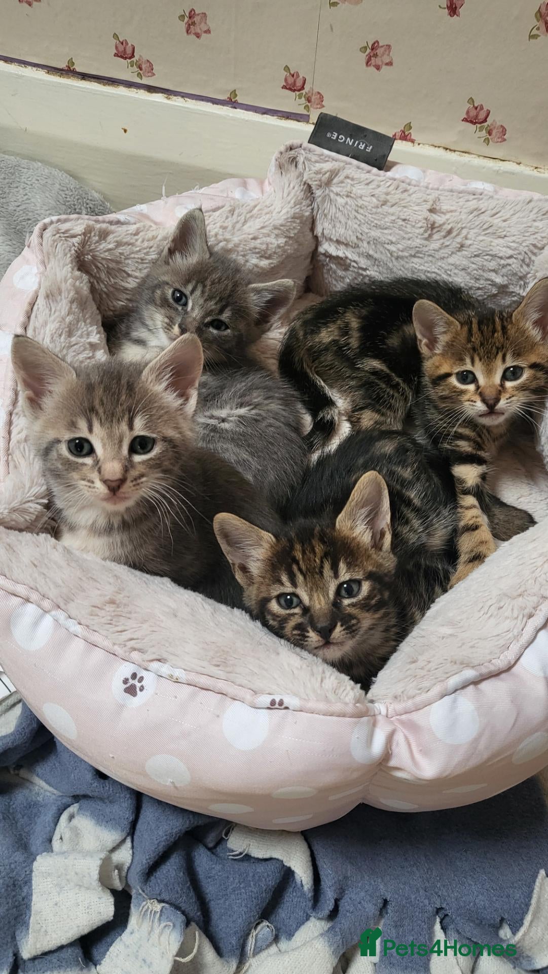 Savannah cats Savannah cross kittens. - Advert 13