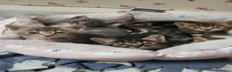 Savannah cats for sale: Savannah cross kittens. - Advert 1