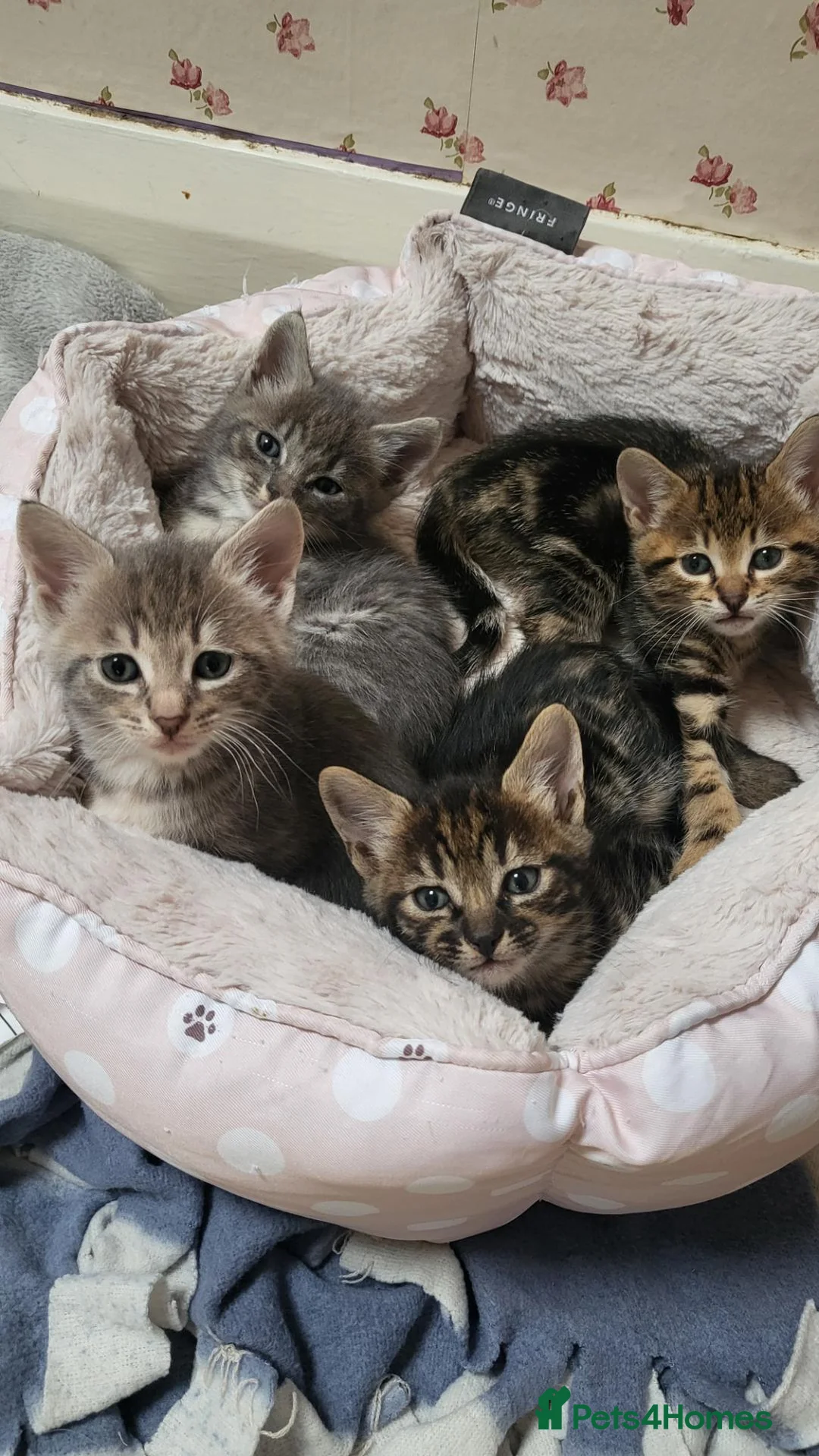 Savannah cats for sale: Savannah cross kittens. - Advert 1