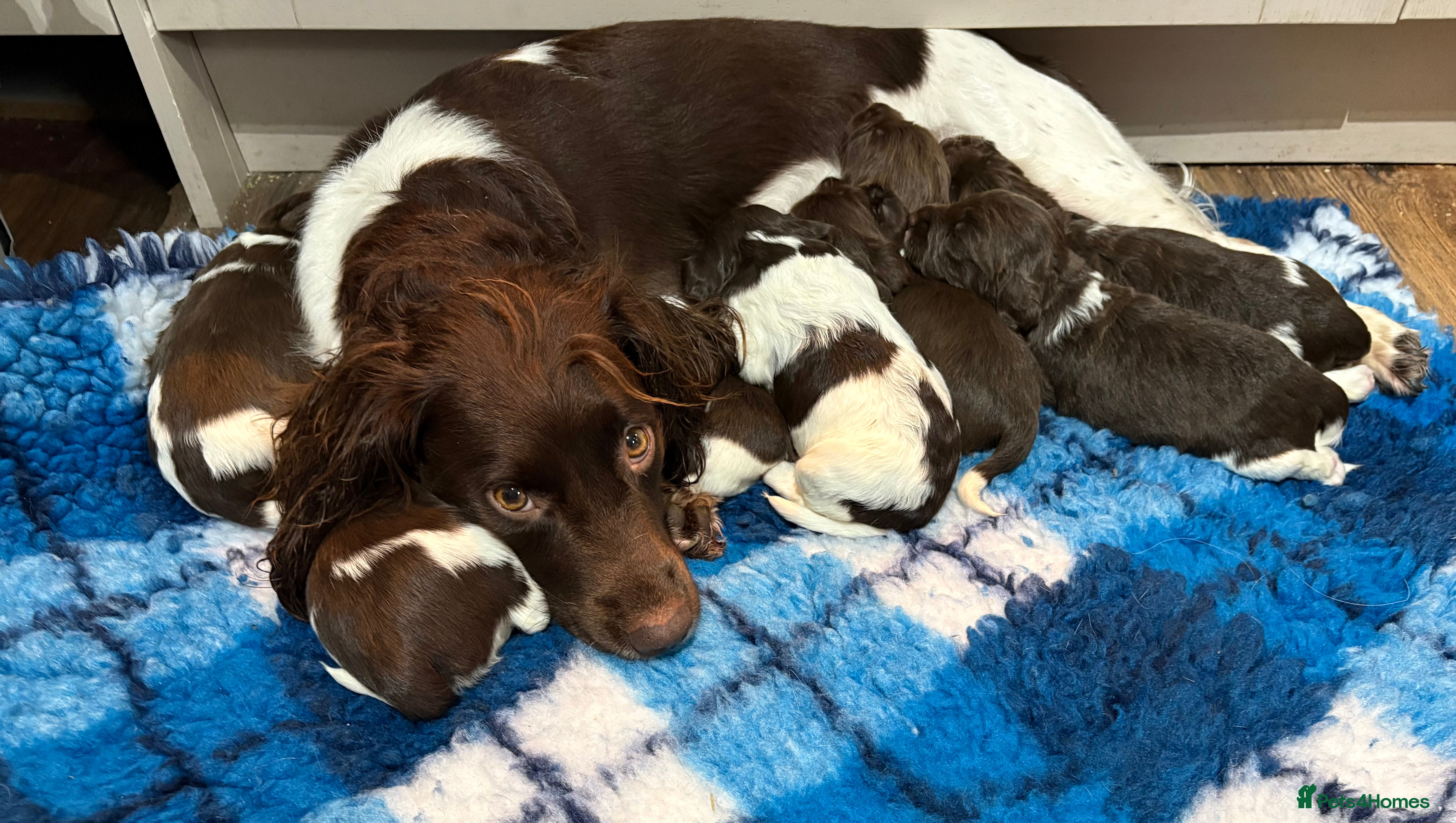 English Springer Spaniel dogs Beautiful litter of KC REG Puppies - Advert 13