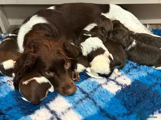 English Springer Spaniel dogs Beautiful litter of KC REG Puppies - Advert 2