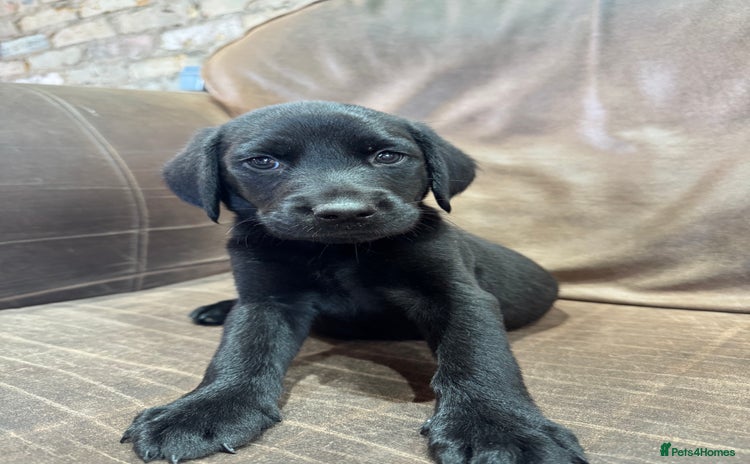 Labrador Retriever dogs - Advert 5