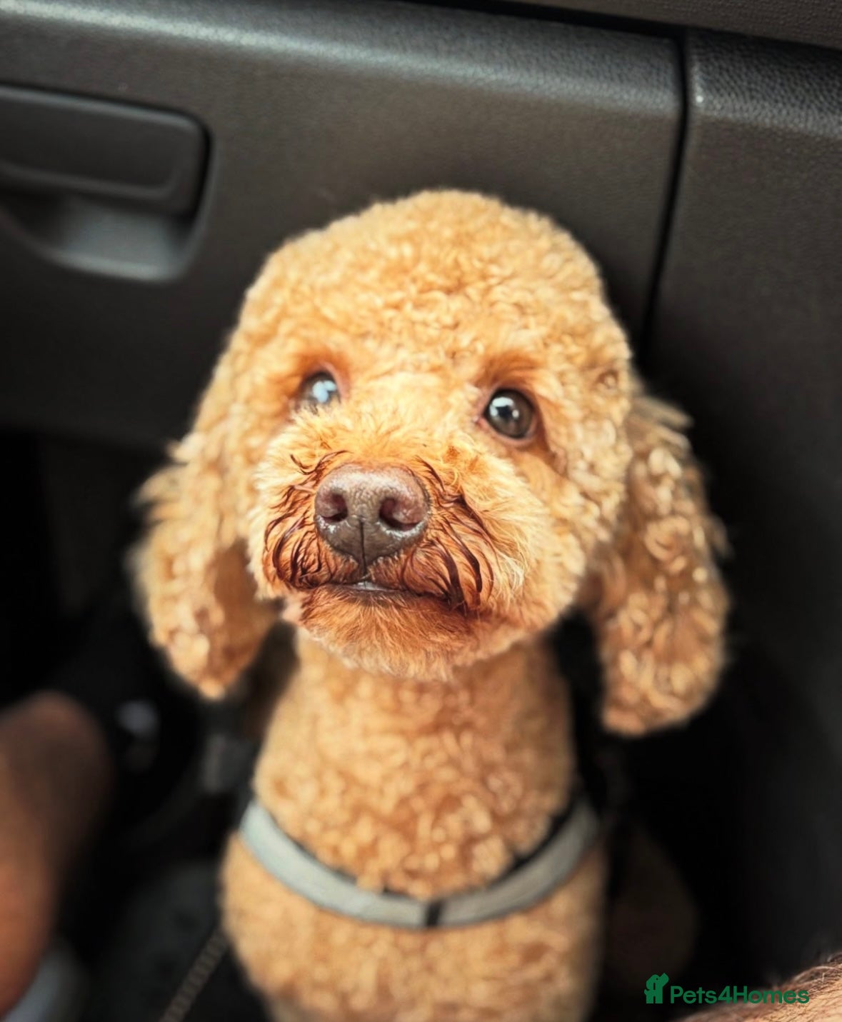 Toy Poodle dogs Male toy poodle for a good home - Advert 2