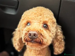 Toy Poodle dogs Male toy poodle for a good home - Advert 2