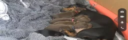Miniature Dachshund dogs for sale: Introducing Daphne and her 5 beautiful pups. in Helensburgh - Advert 17