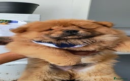 Chow Chow dogs for sale: Chow chow puppies  - Image 5