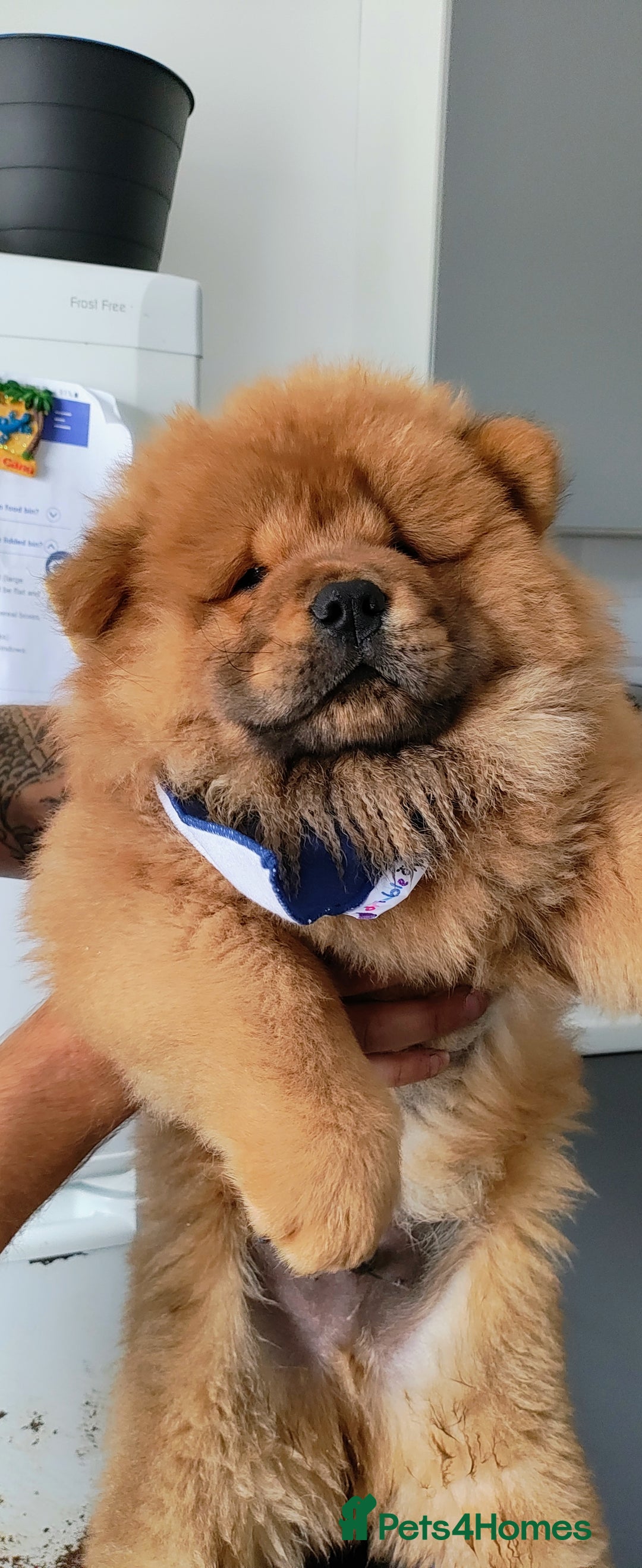 Chow Chow dogs for sale: Chow chow puppies  - Image 5