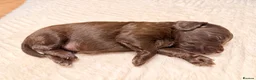 Mixed Breed dogs for sale: Sprockerpoo Puppies - Advert 21