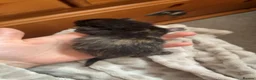 Mixed Breed cats for sale: Beautiful mixed bread kittens. 🧡🤎🖤 - Advert 3