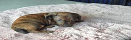Miniature Dachshund dogs for sale: Beautiful pedigree KC miniature dachshund puppies  in Ilkeston - Advert 15